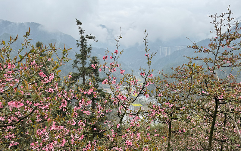 木瓜花海一角