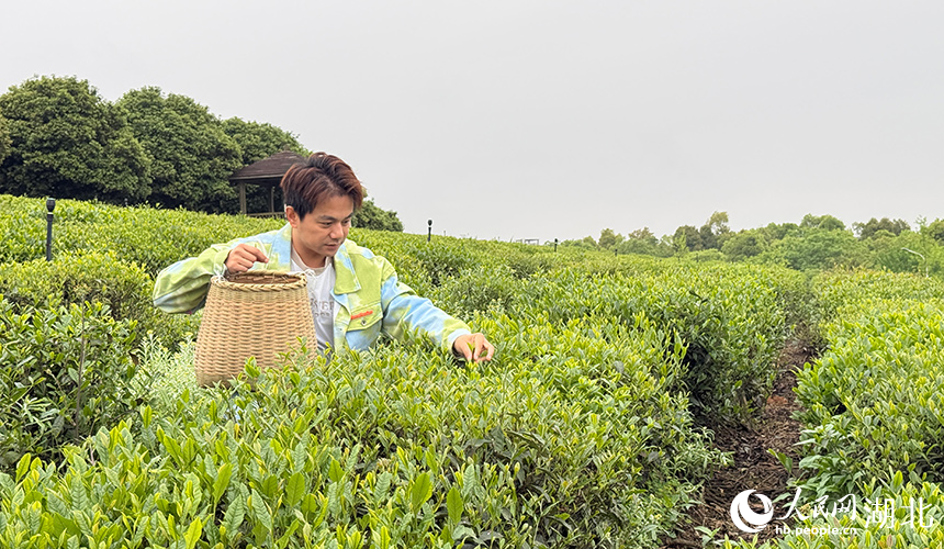 游客提着背篓体验春茶采摘。人民网记者 张隽摄