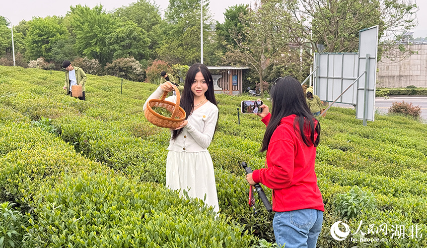 游客在赤壁生态茶园打卡拍照。人民网记者 张隽摄