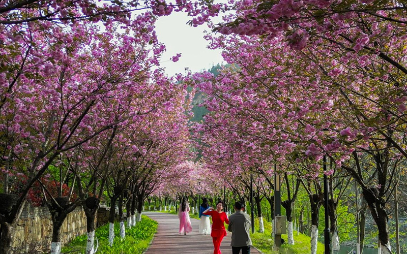 湖北郧西：“春游+”绽放开“文旅花”(图2)