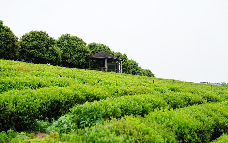 羊楼洞茶文化生态产业园。李永旭摄
