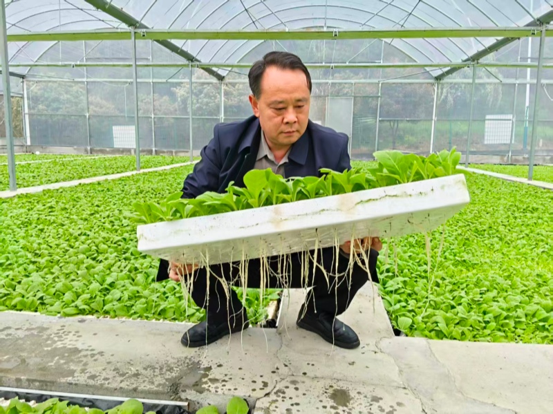 烟站技术人员查看苗情