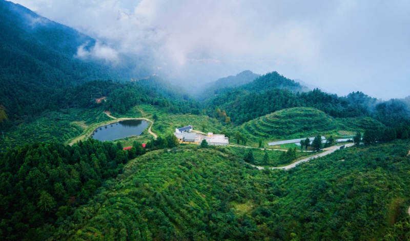 绿色茶园。程思摄