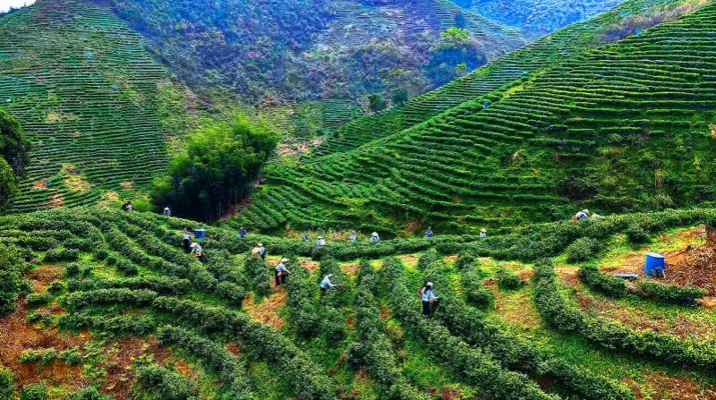 绿色茶园。程思摄