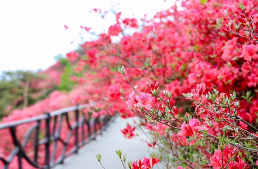 龟峰山杜鹃花海。