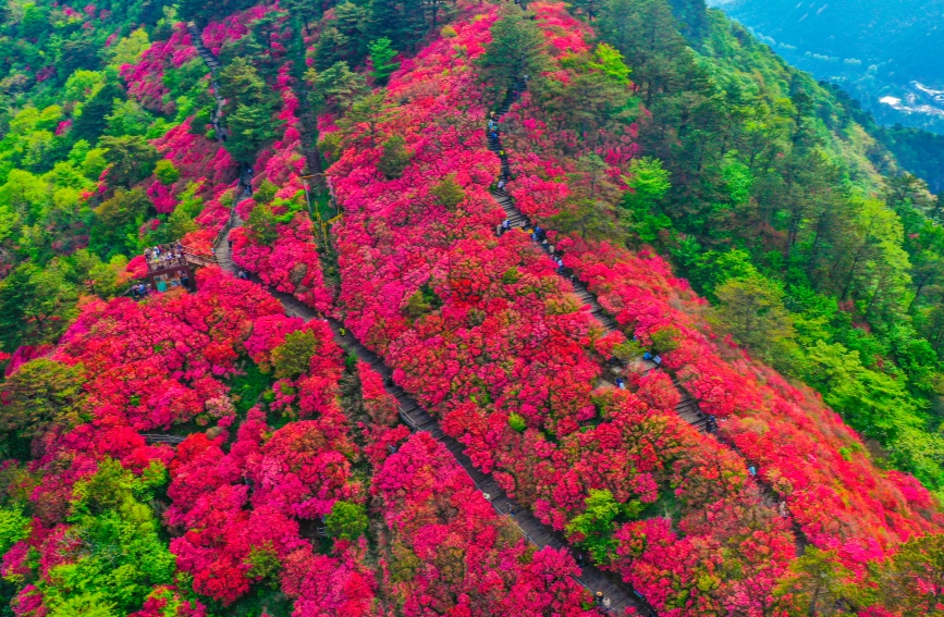 龟峰山杜鹃花海。