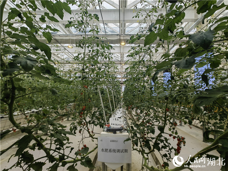 無土栽培技術培育出的新品種番茄。人民網記者 郭婷婷