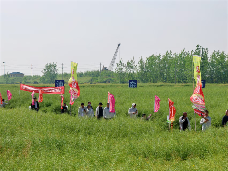 與會者參觀湖北省黃岡市浠水縣巴河鎮油菜新優品種示范基地。胡智翔攝