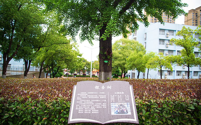 班级认养银杏树