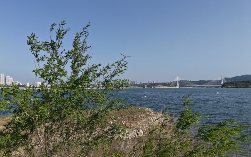 湖北郧阳上百只红嘴鸥“流连忘返”。