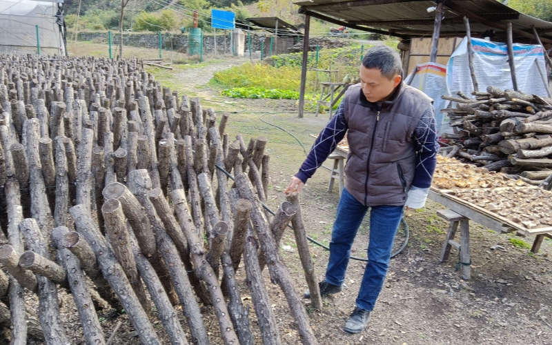 驻村扶贫第一书记马俊锋查看椴木小花菇基地。