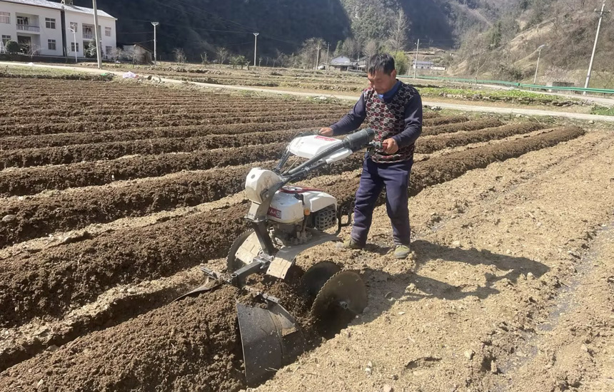 烟田起垄作业现场。王凌涛摄