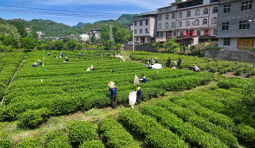 湖北竹山：夏秋茶变“香饽饽”【2】