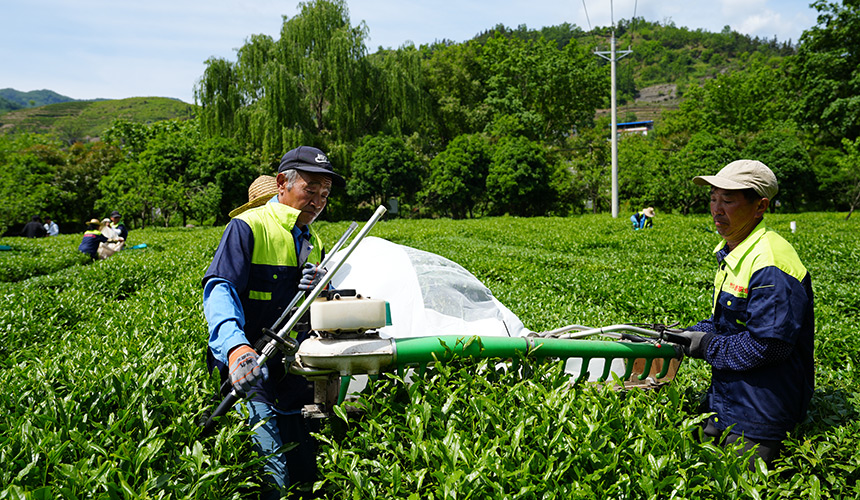 湖北竹山：夏秋茶变“香饽饽”【5】