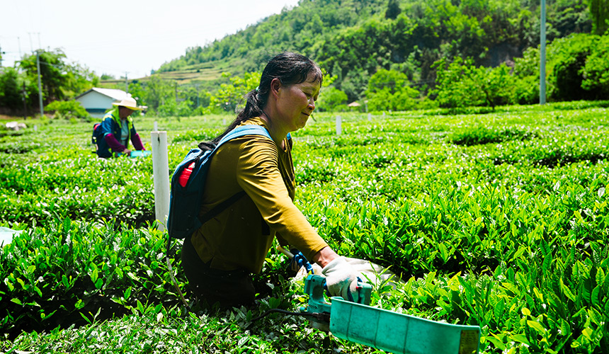 湖北竹山：夏秋茶变“香饽饽”【6】