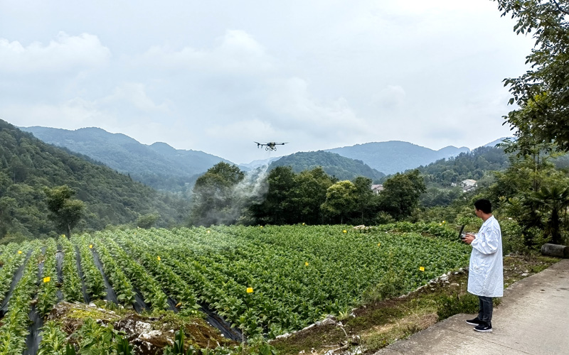 無人機飛防作業。