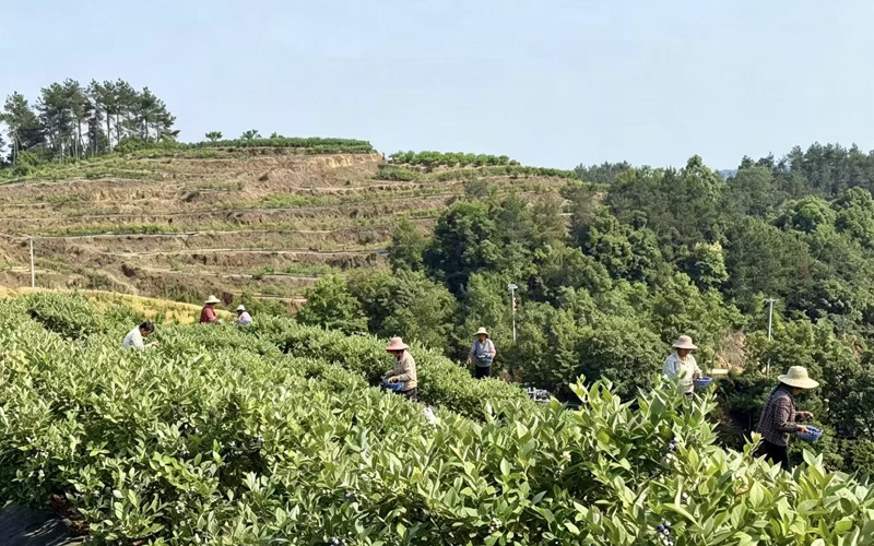 工人正在藍莓園採摘新鮮藍莓。王鈺婷攝