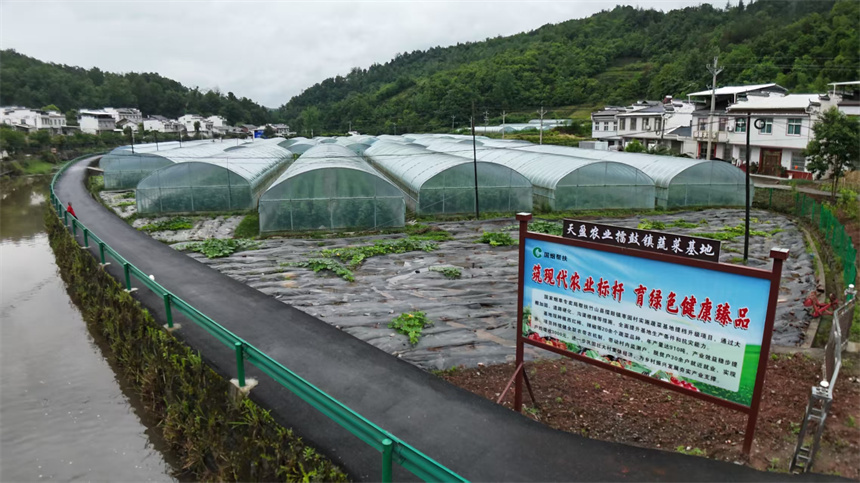 枣园村国烟帮扶蔬菜基地。薛若宸摄