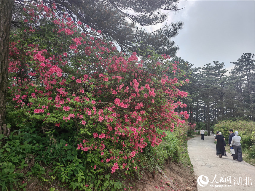 龜峰山頂目前還有部分杜鵑在開放，像站好春天“最后一班崗”。人民網記者 郭婷婷攝