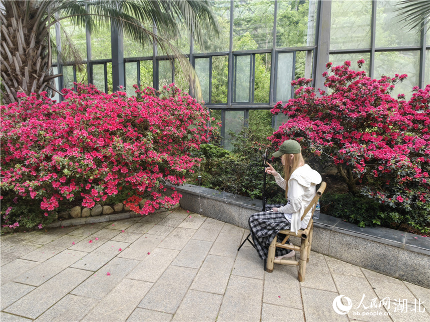 主播正在通過直播向大家介紹杜鵑博覽園裡盛開的杜鵑花。人民網記者 郭婷婷攝