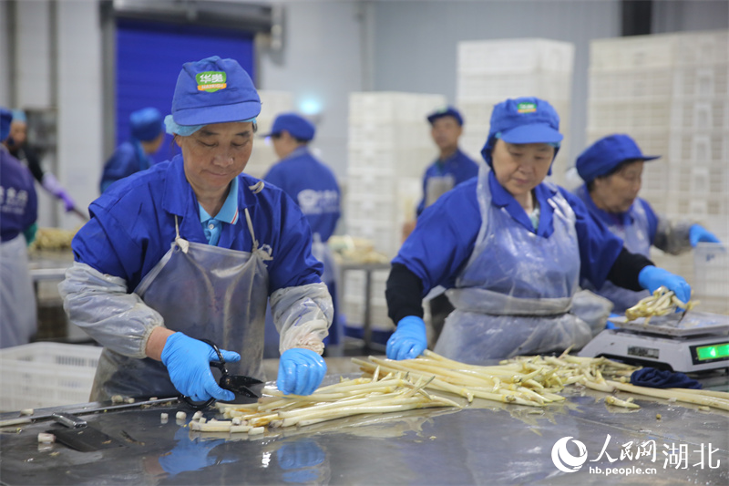 工人正忙著打包藕帶。人民網記者 王郭驥攝