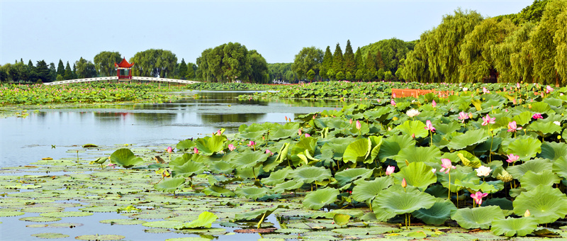 夏日荷花盛放。洪湖市委宣傳部供圖