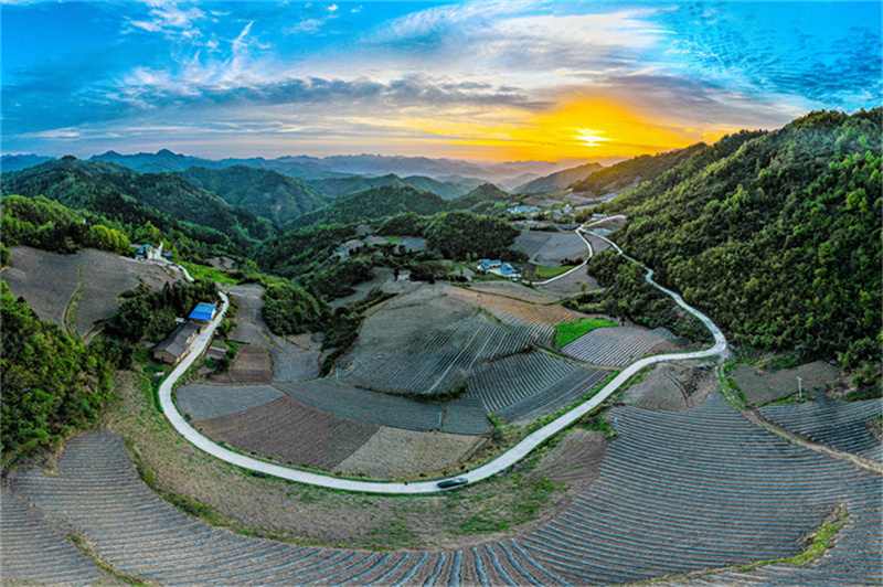 十堰市竹山县双湾村烟田场景。