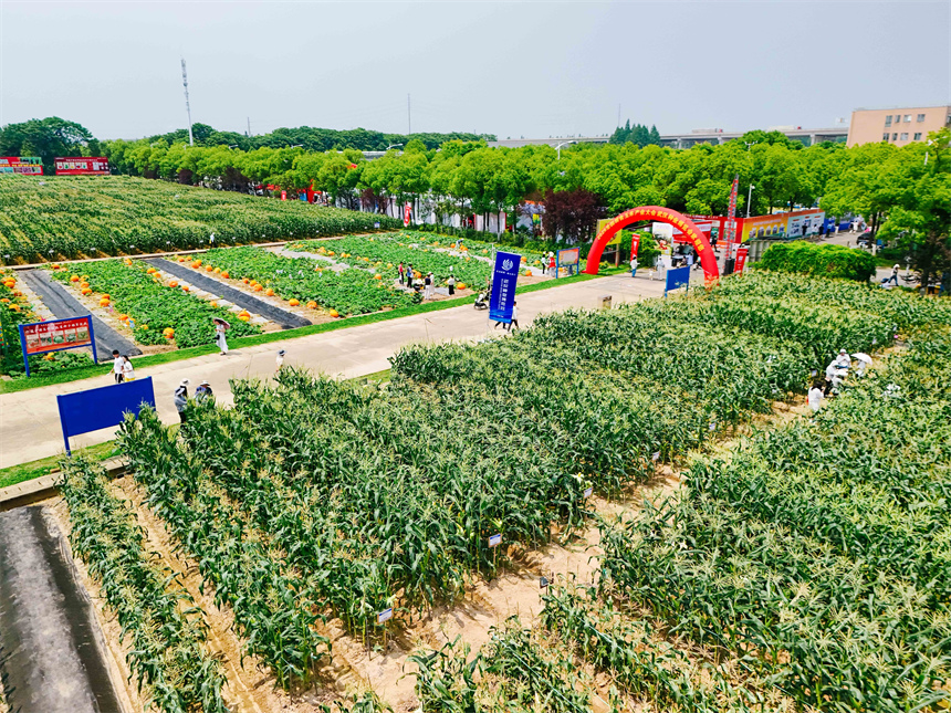 2026全國鮮食玉米產業大會與武漢種業博覽會戶外展區。陳志攝