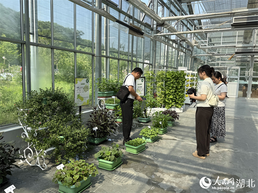 參展市民正在觀看適合陽台種植的蔬菜。人民網記者 周恬攝