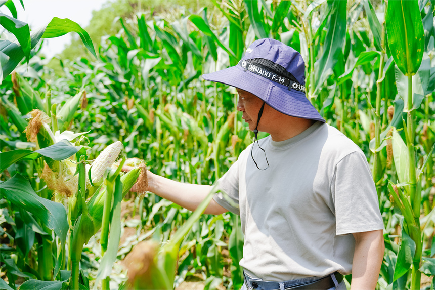 種植大戶穿行壟間查看玉米長勢。陳志攝
