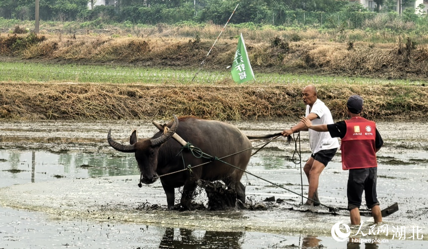 体验传统耕牛整田。人民网记者 周雯摄