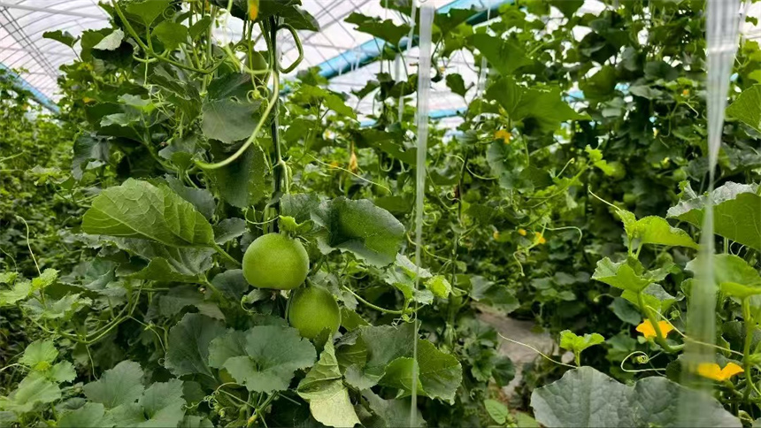 新洲采摘点。