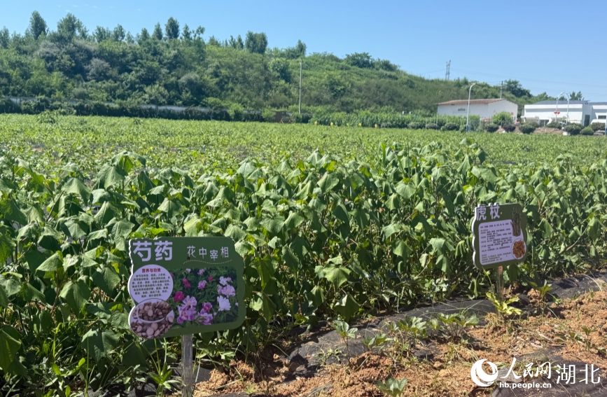 石花管理所庭院种植的芍药。人民网记者 周恬摄