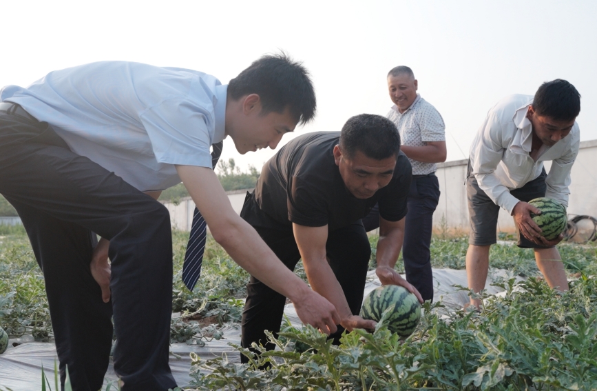 石花管理所种植的西瓜。夏琦摄