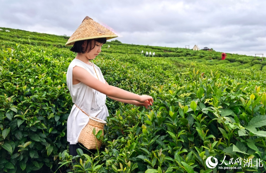 儿童体验采茶。人民网记者 周雯摄