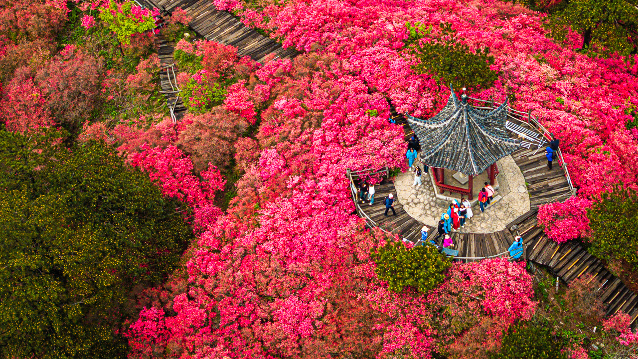 行進中國丨湖北龜峰山：花常在 業長青