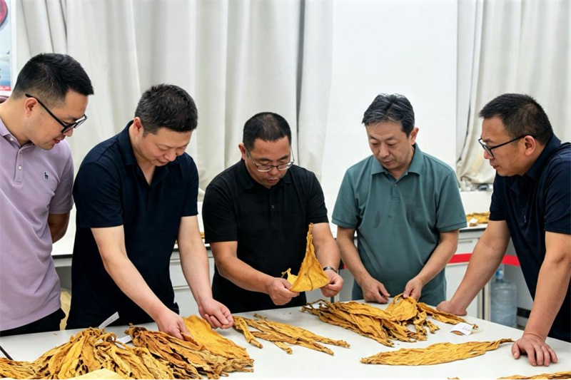 竞赛专家组对竞赛烟叶样品进行等级研判。云晨摄