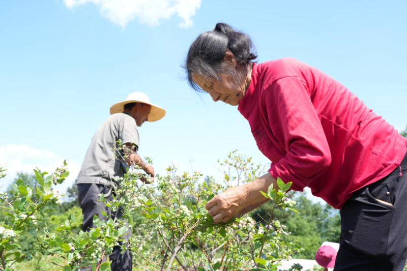 云旗山村村民采摘蓝莓。
