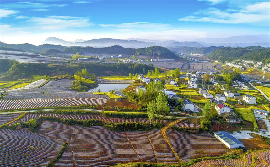 十堰市竹山县擂鼓镇金岭村烤烟生产示范基地。陈斌摄