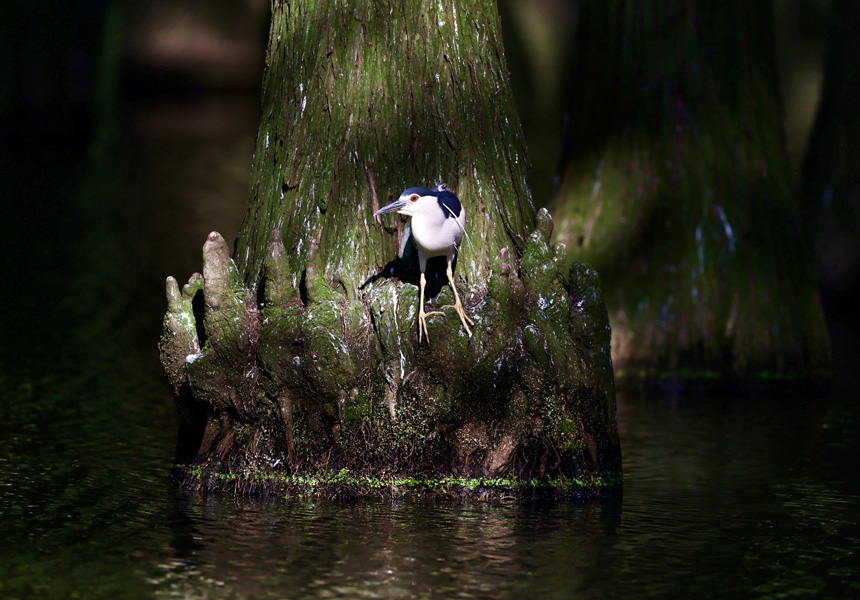 武汉新洲：“水上森林”成鹭鸟避暑胜地