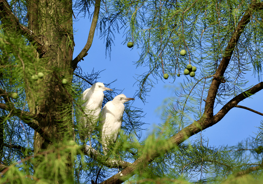 武汉新洲:“水上森林”成鹭鸟避暑胜地【2】