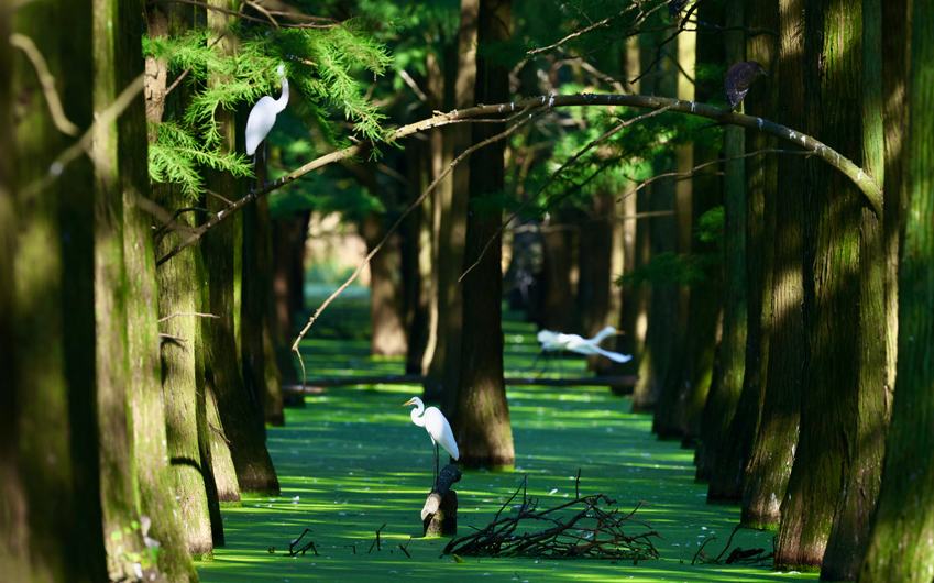 武漢新洲：“水上森林”成鷺鳥避暑勝地