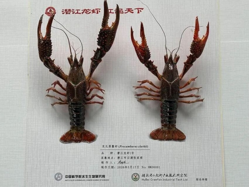 潛江龍蝦1號。