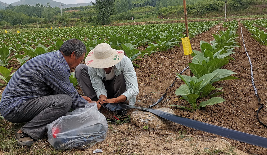 技术员协助烟农铺设滴灌带