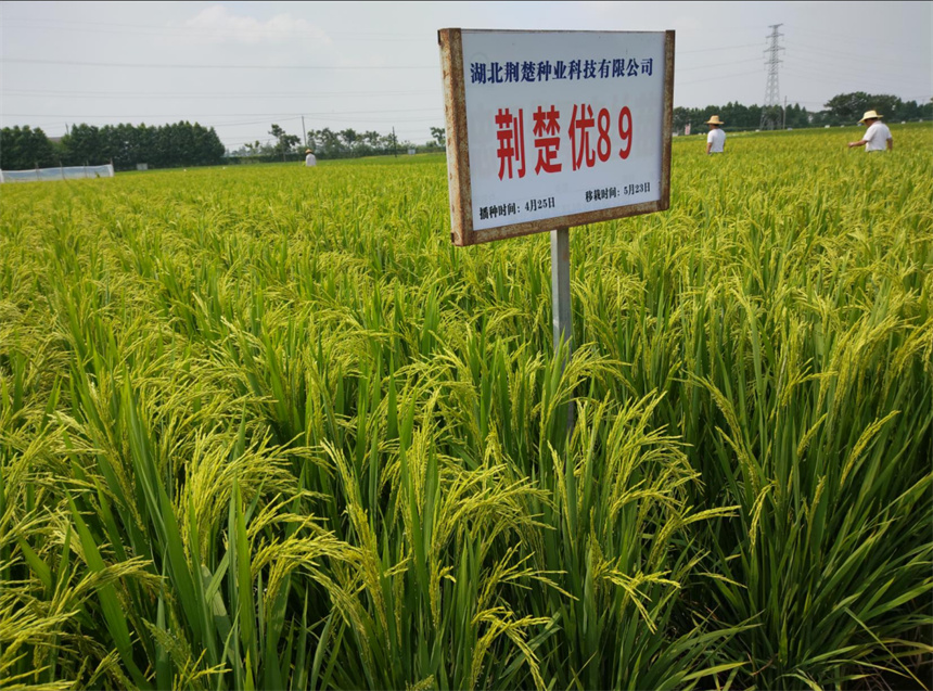 從一粒良種到百萬畝大單品 “荊楚優89”蹚出種糧一體化路徑