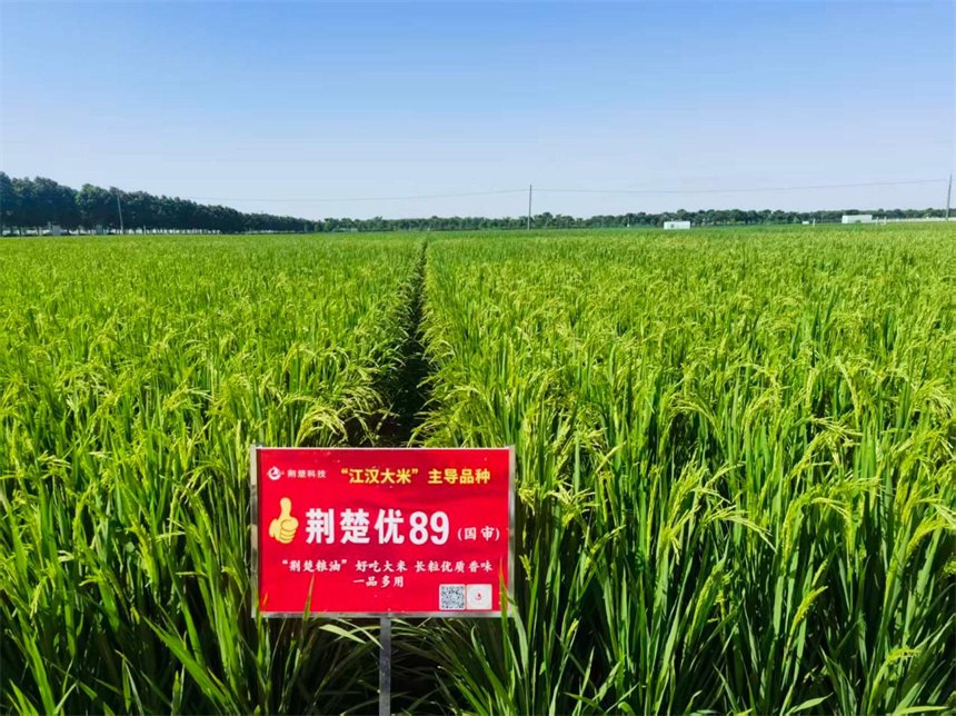 從一粒良種到百萬畝大單品 “荊楚優89”蹚出種糧一體化路徑【2】