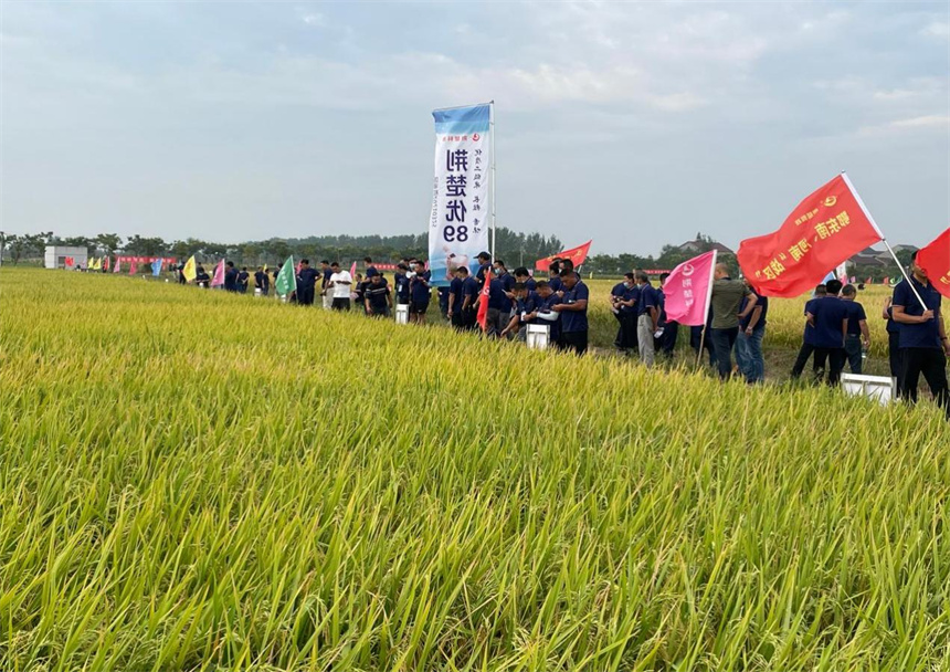 從一粒良種到百萬畝大單品 “荊楚優89”蹚出種糧一體化路徑【3】