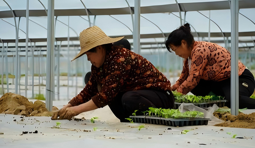 唐家铺村民正在种植蔬菜