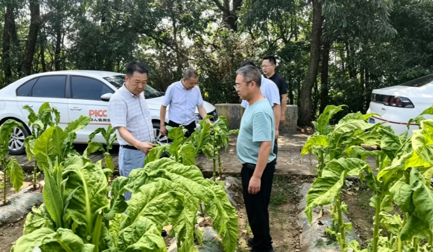 湖北兴山烟草:防灾稳产业 共治稳增收【2】