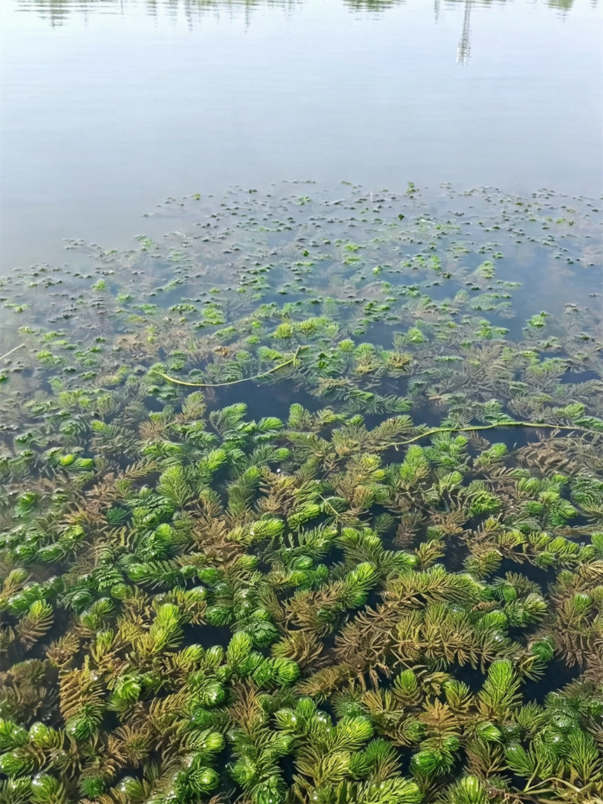 金魚藻。